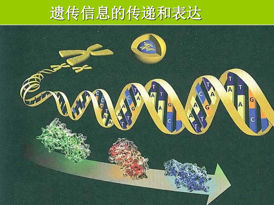 遗传信息的传递和表达_第1页