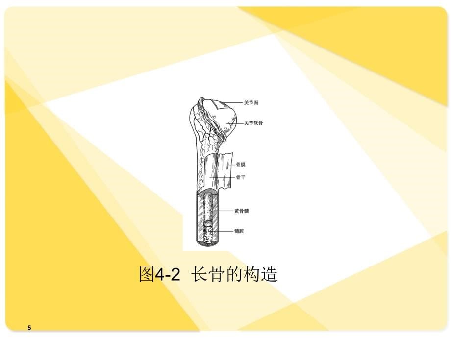 解剖学基础课件运动系统_第5页