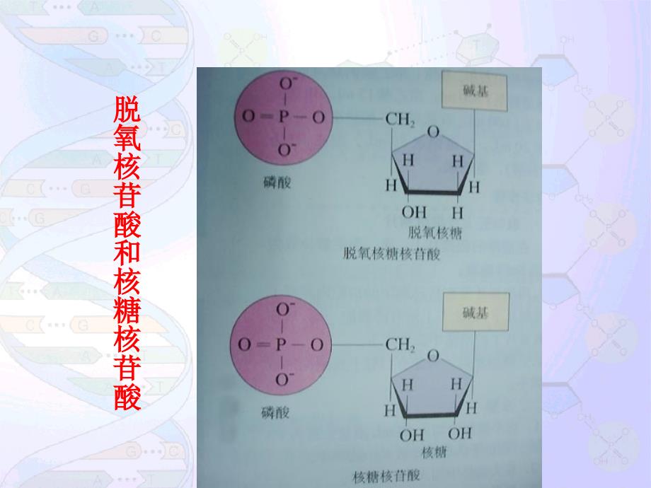 高三生物上学期DNA的结构和复制复习课件_第3页