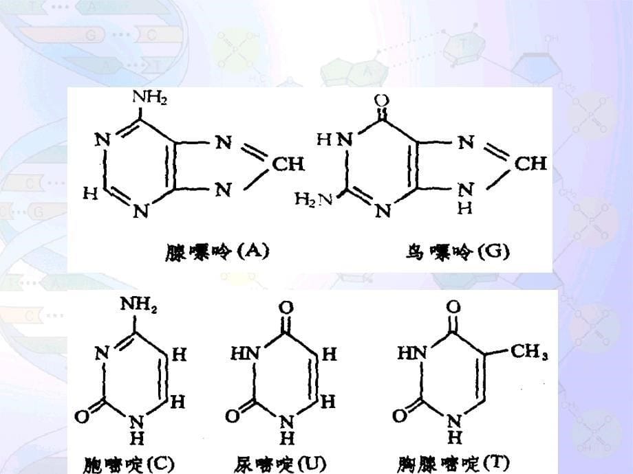 高三生物上学期DNA的结构和复制复习课件_第5页