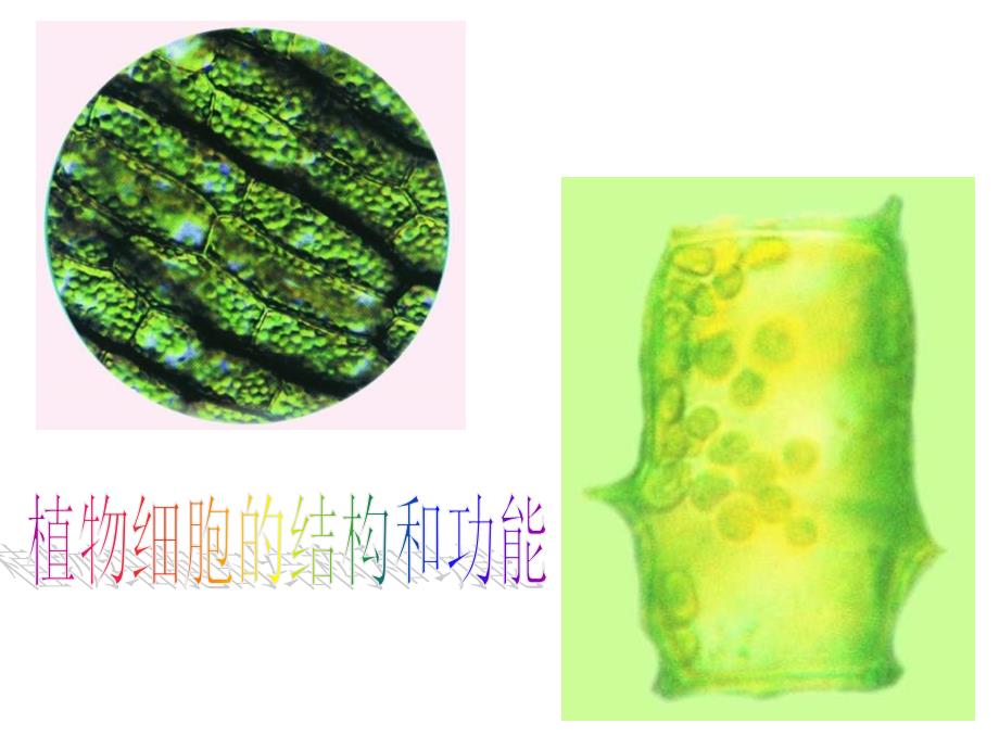 洋葱鳞片叶表皮细胞的结构_第1页