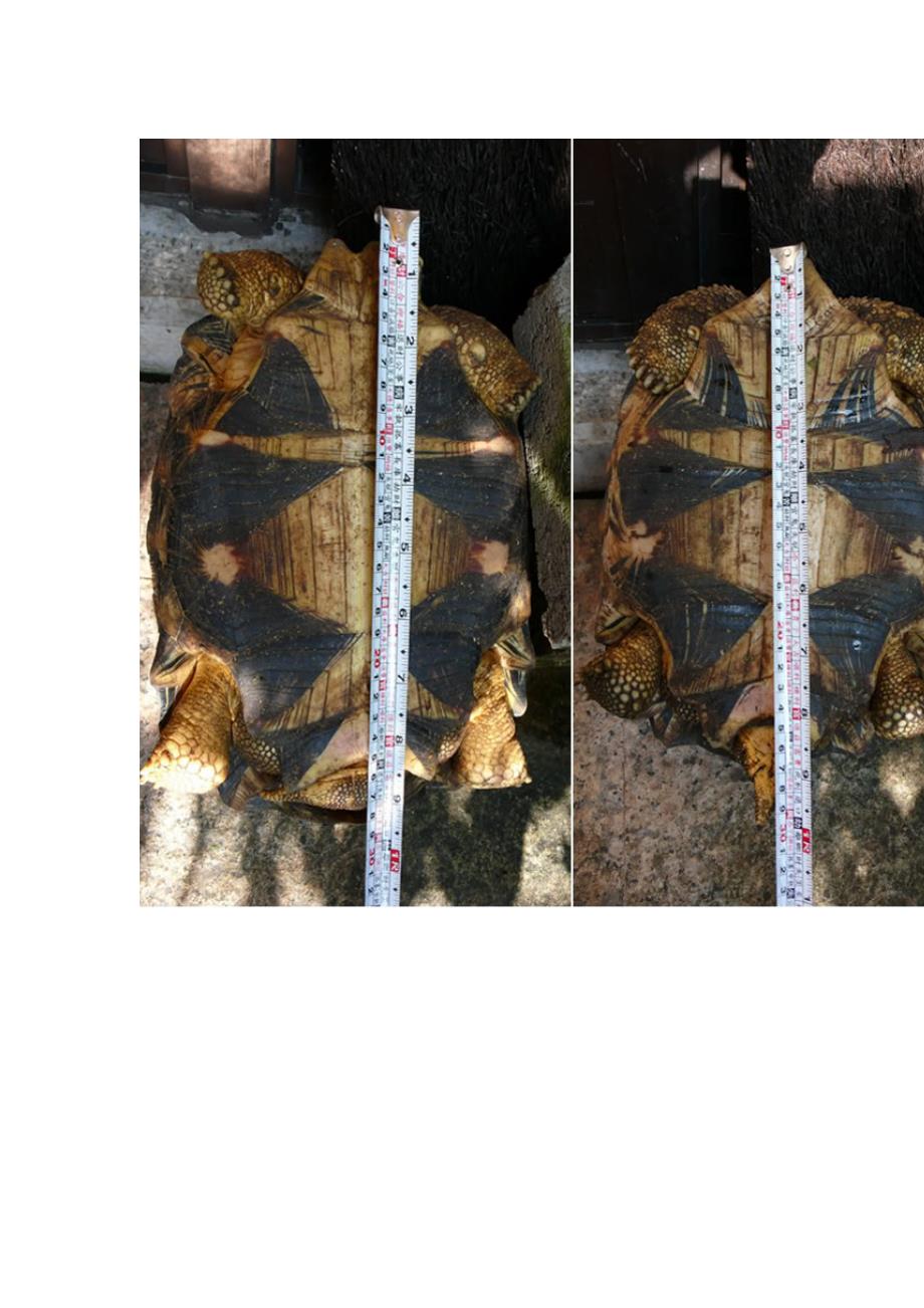 野生辐射龟的繁殖和产卵研究_第4页