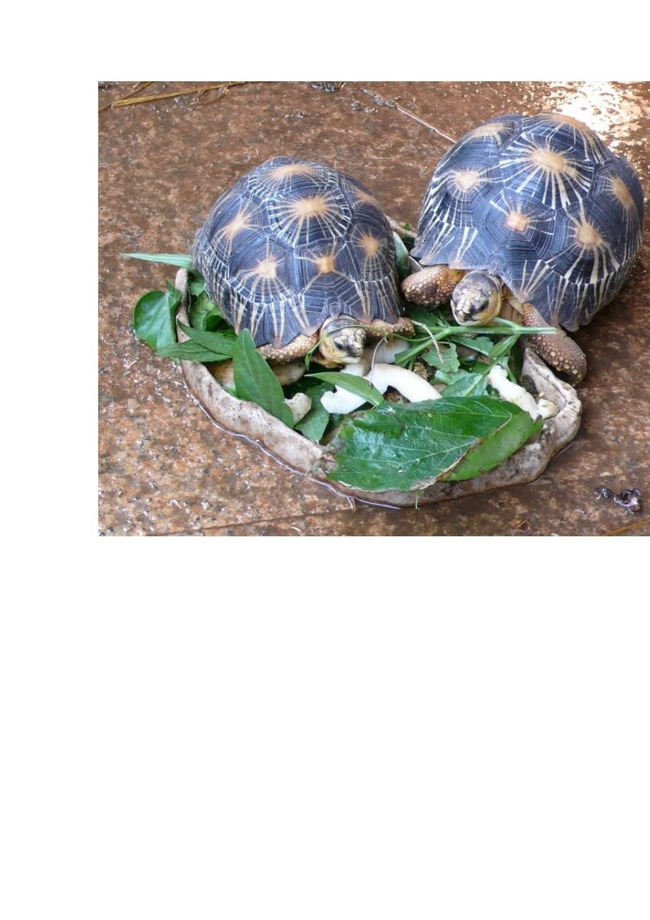 野生辐射龟的繁殖和产卵研究_第5页