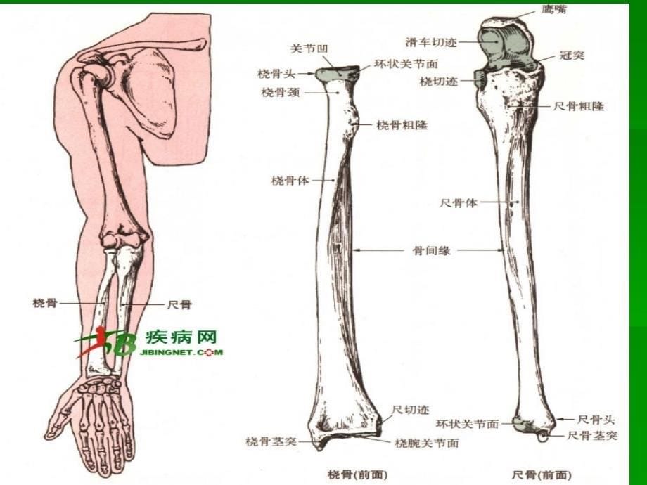 尺桡骨骨折的护理_第5页