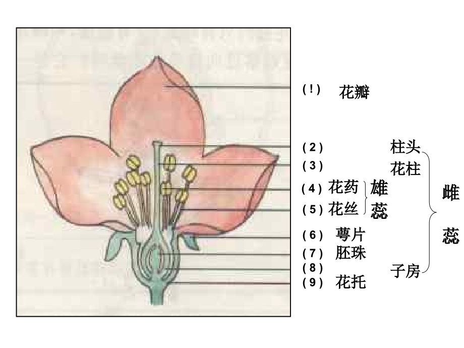 植物生殖方式的多样性(第一、二课时)_第3页