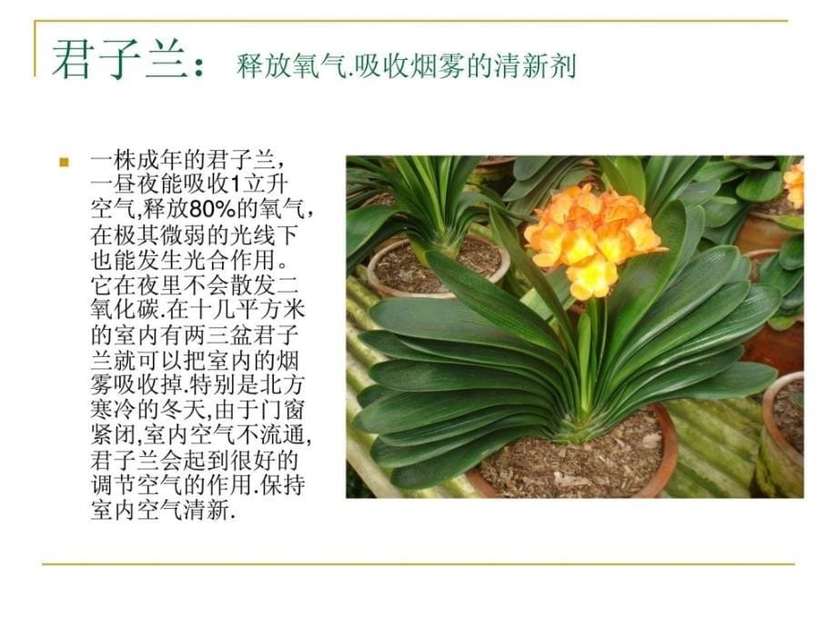 养花18种 绿色植物 盆花 常见室内植物_第5页