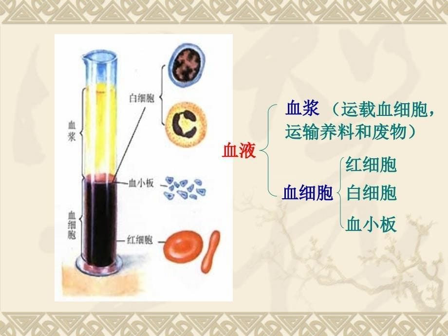 生物七年级下册物质运输的载体课件济南版_第5页