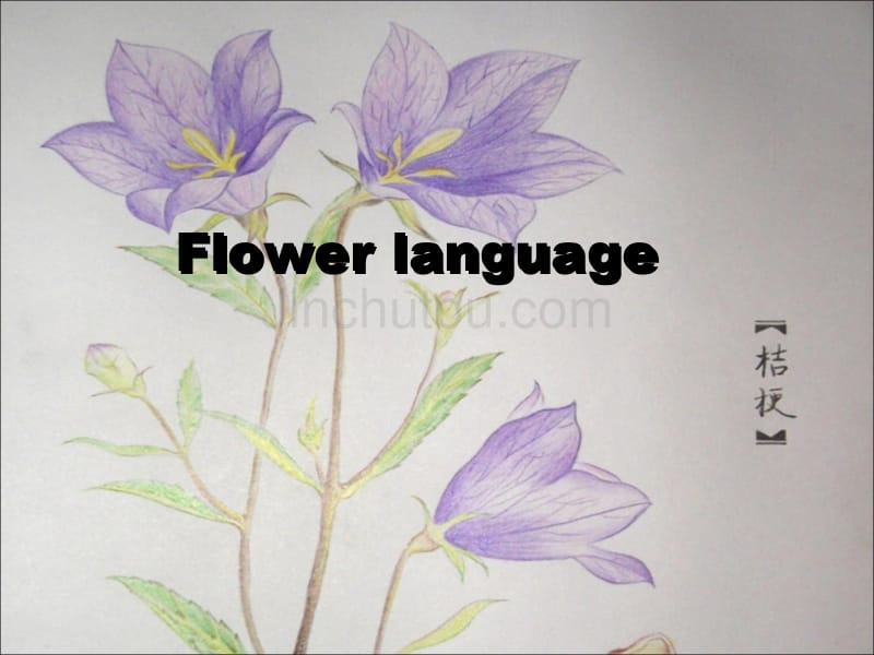 Flowerlanguage花语英语_第1页