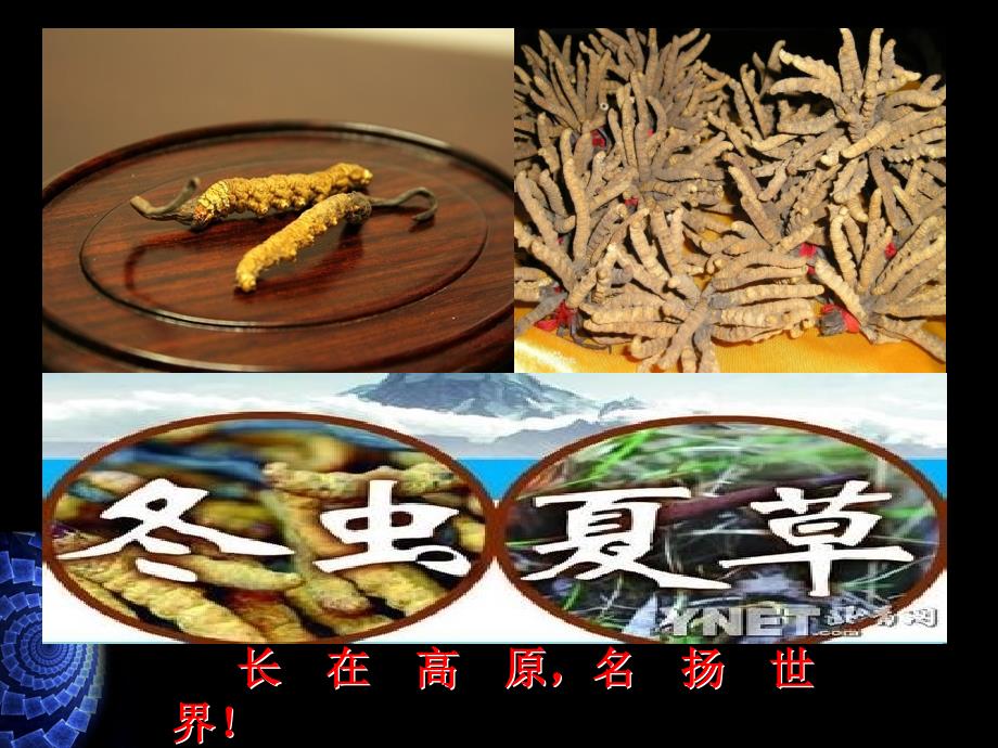 虫草胶囊网络广告策划书_第3页