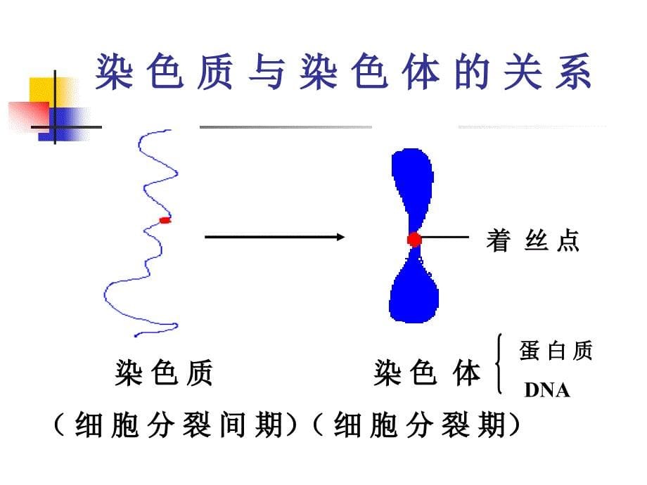 细胞核的结构和功能1_第5页