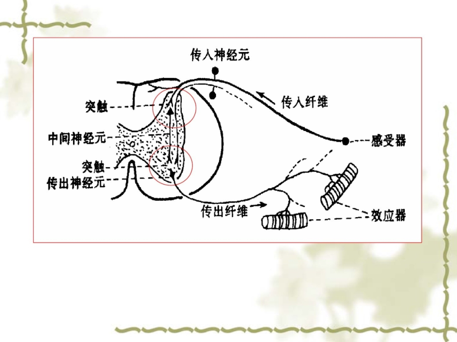 神经系统功能活动的基本原理_第2页