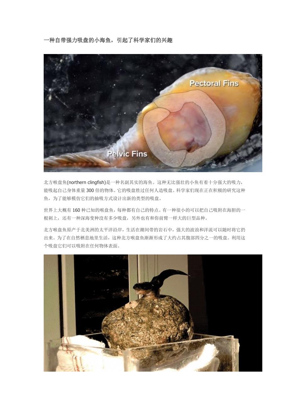 一种自带强力吸盘的小海鱼_第1页