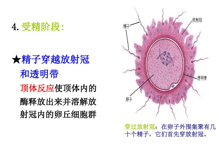 人教版教学课件人教版普通高中生物选修3胚胎工程受精作用教学课件_第4页