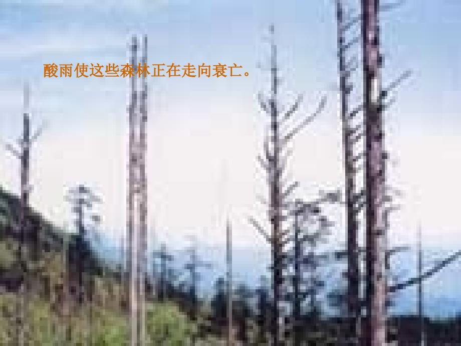 关于酸雨危害的几幅图片_第1页