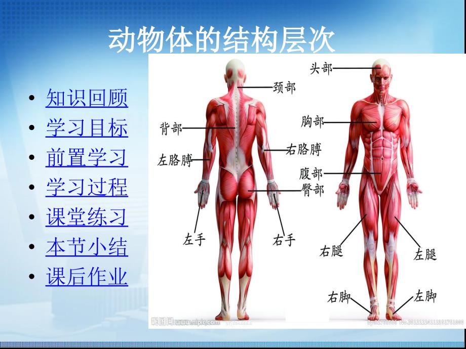 《动物体的结构层次》教学课件_第2页