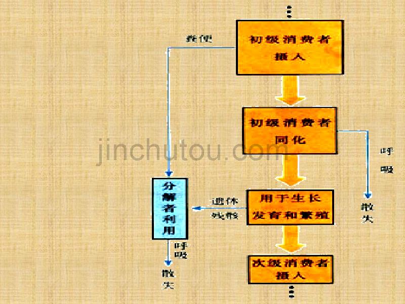 三生态系统的能量流动3_第4页