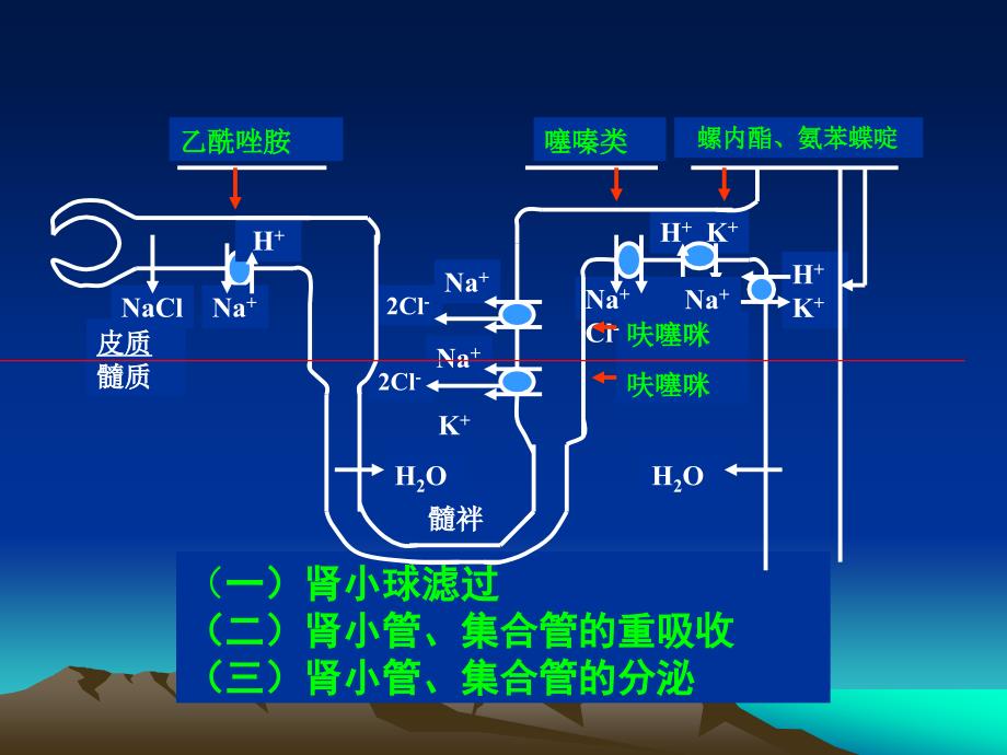 药理学课件利尿药和脱水药_第4页