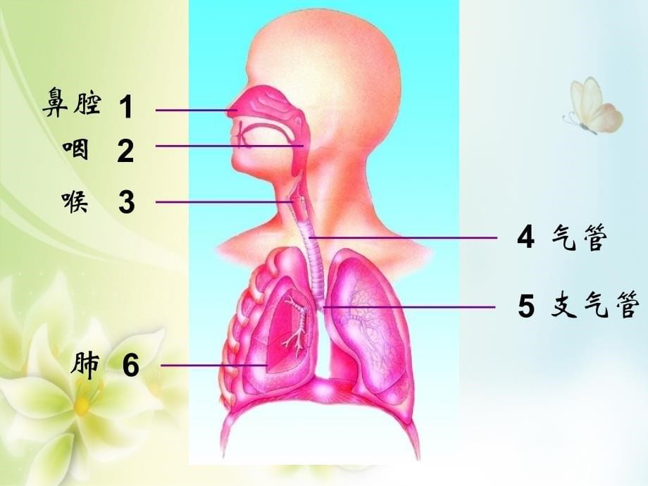 七年级生物下册人体和外界环境的气体交换课件3(新版)苏教版_第5页