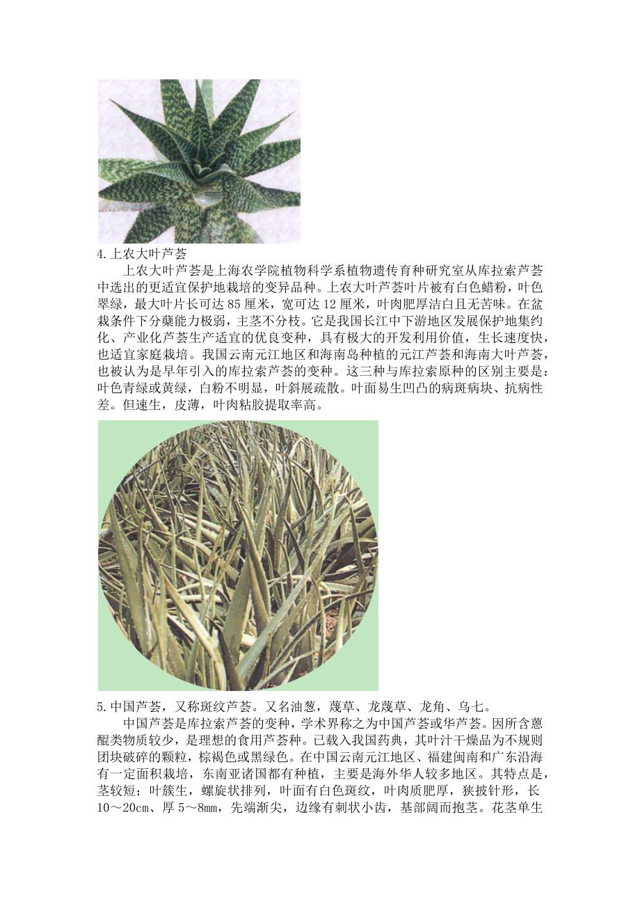 常见芦荟品种图片及相关简介_第3页