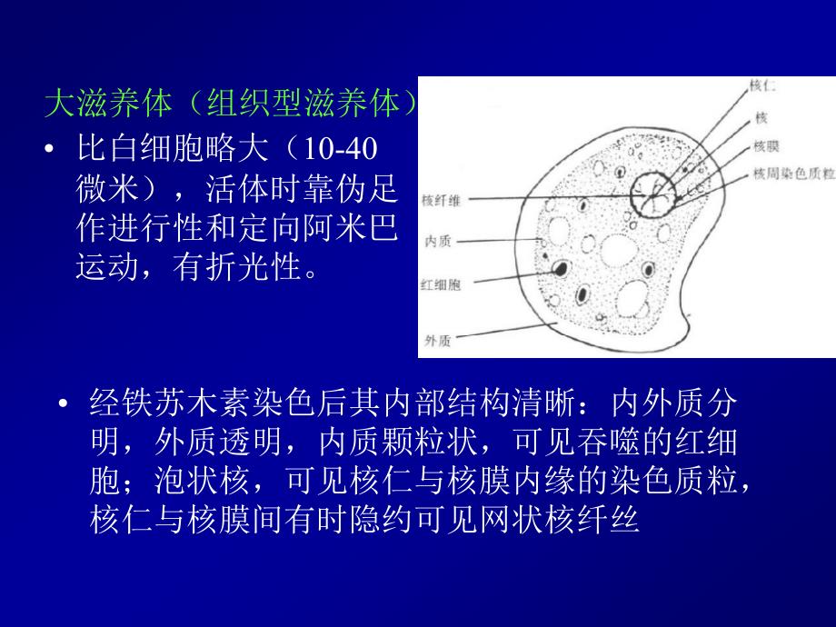 Parasite寄生虫2-医学原虫-叶足虫_第4页