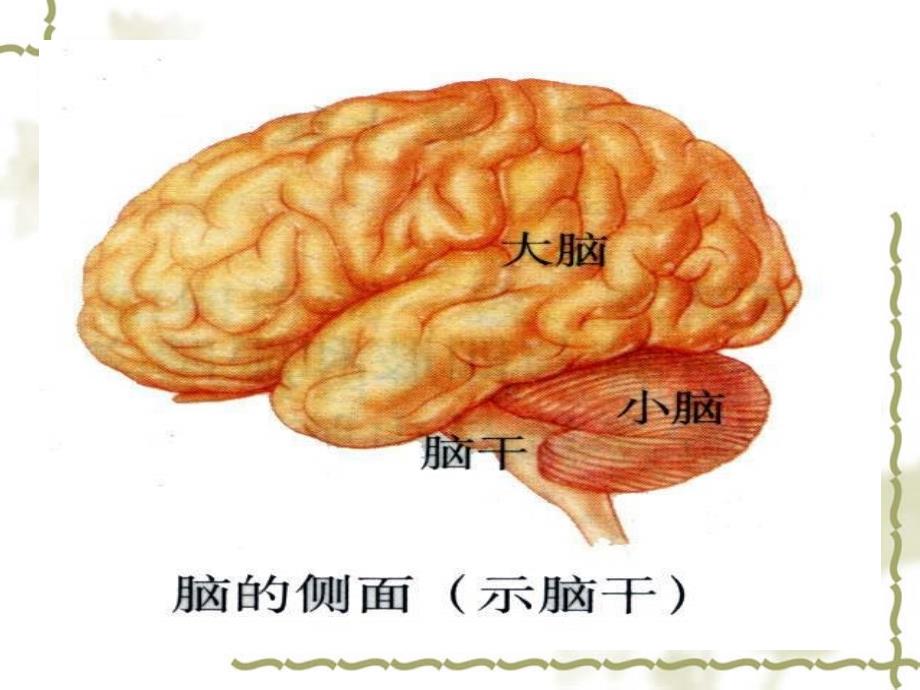 人教版教学课件高考生物一轮复习--人和高等动物的神经调节_第4页