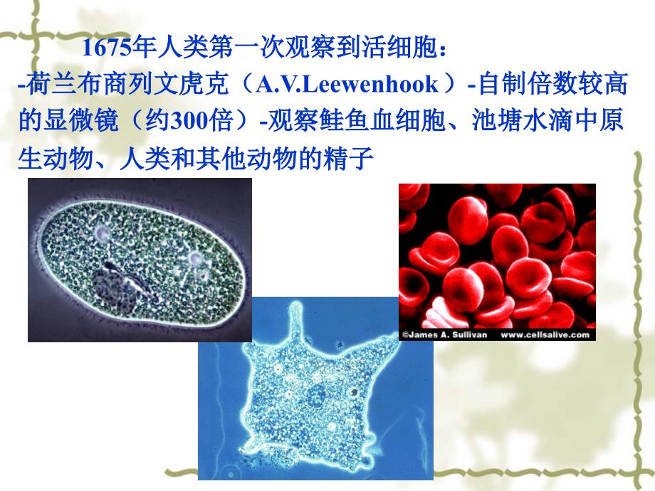 细胞的发现及基本特征课件_第4页