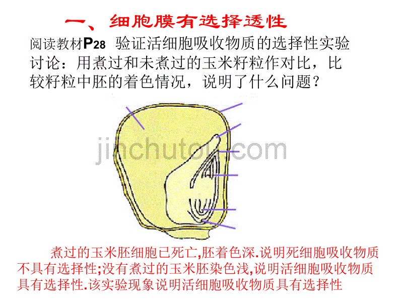 浙科版生物必修1细胞膜和细胞壁_第3页