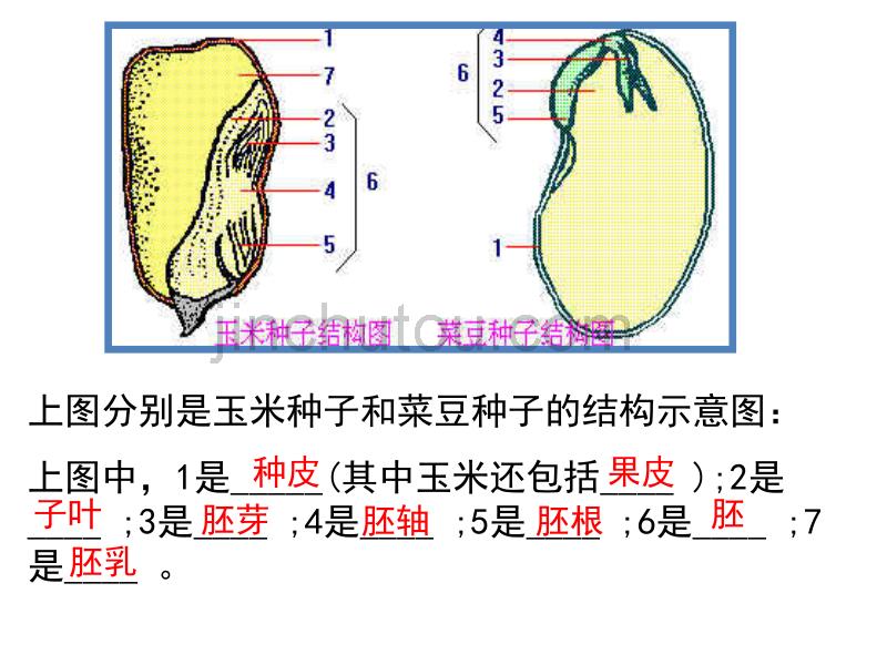 浙科版生物必修1细胞膜和细胞壁_第4页