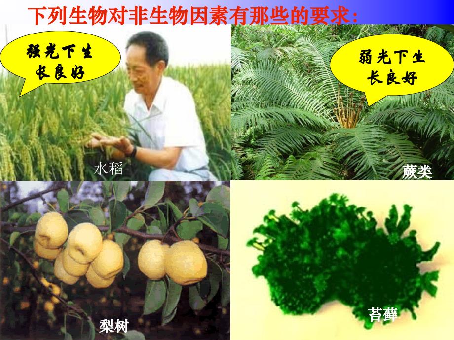 生物与环境组成生态系统_第3页