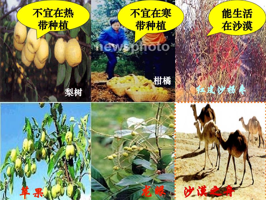 生物与环境组成生态系统_第4页