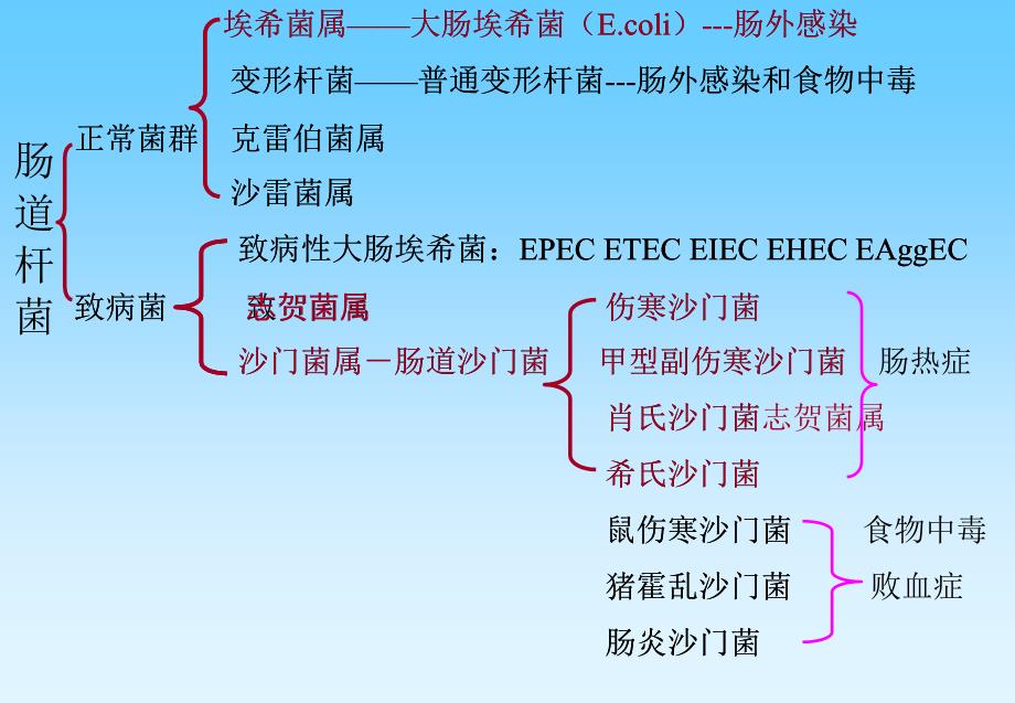 肠道杆菌大肠痢疾和伤寒最后_第4页