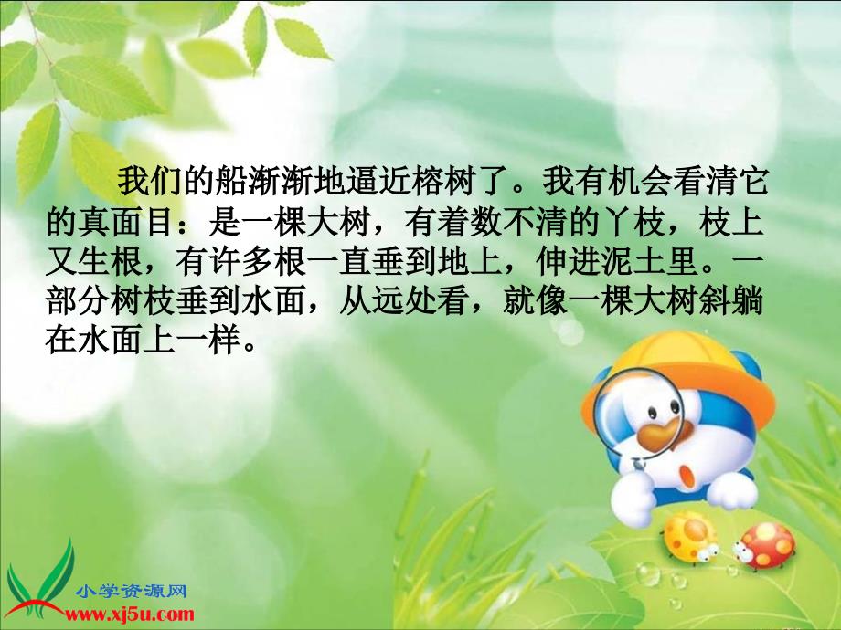 北京版语文五年级下册《鸟的天堂》课件之三_第3页