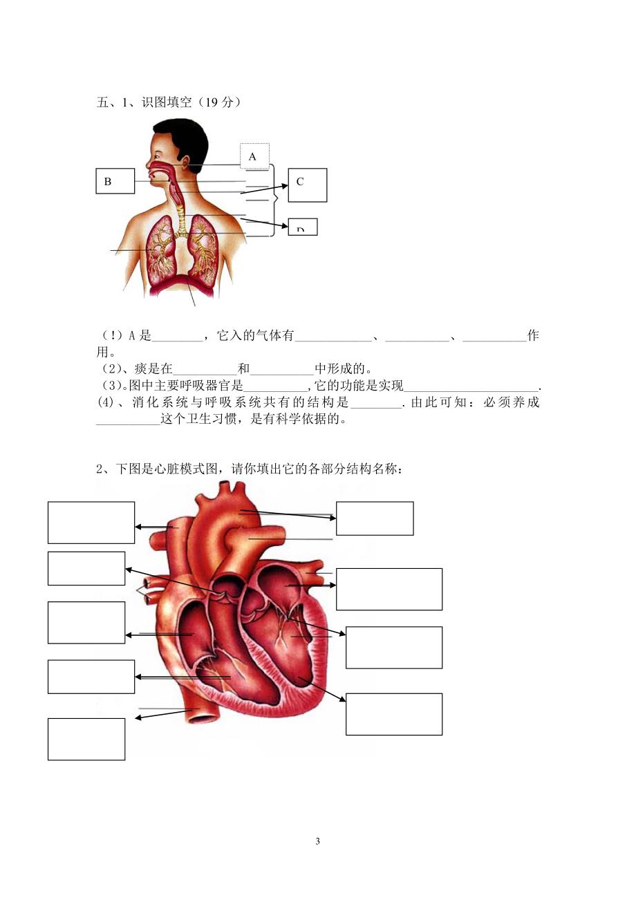 初一生物七年级下学期期中测试题4页_第3页