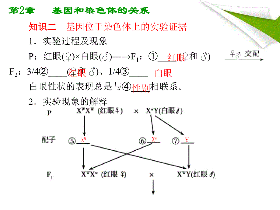 人教版2012高考生物总复习课件22《基因在染色体上·伴性遗传》知识研习(新人教版必修2)(共26张)_第4页