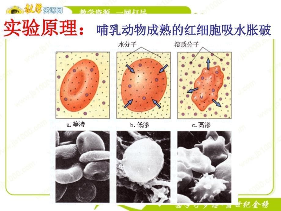 生物：3.1《细胞膜——系统的边界》课件(新人教版必修1) (1)_第5页