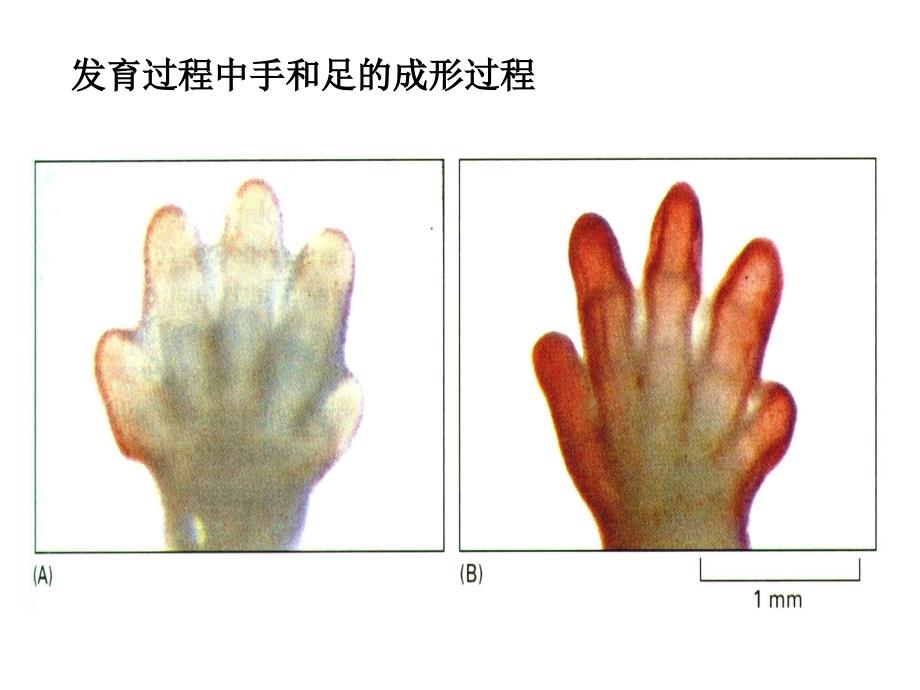 细胞生物学-细胞调亡_第3页