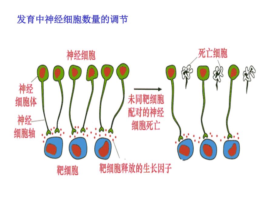 细胞生物学-细胞调亡_第4页