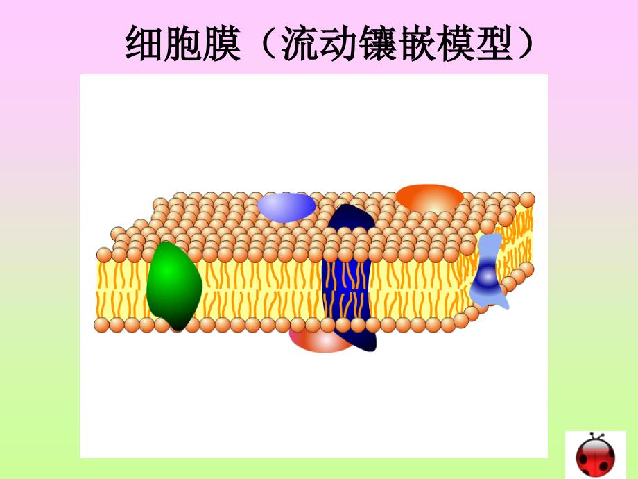 物质跨膜运输的方式5_第3页