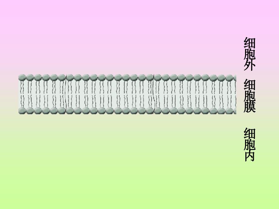 物质跨膜运输的方式5_第4页