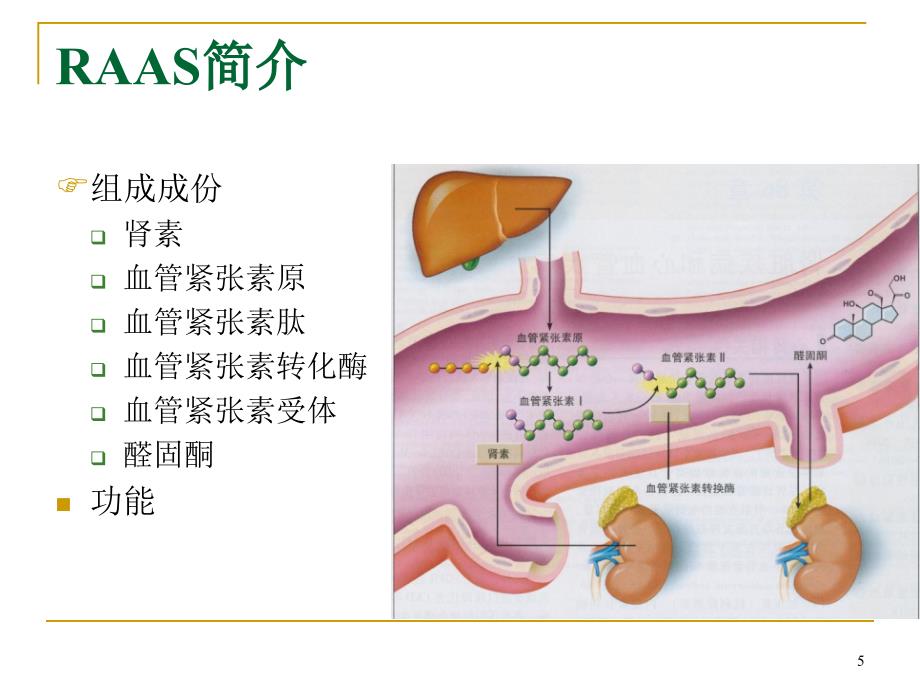 ACEIARB的肾保护作用及其监护_第5页