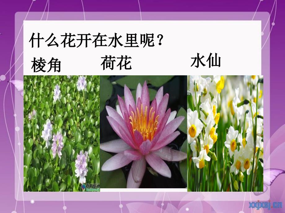 人教版音乐三年级下册《对鲜花》课件_第4页