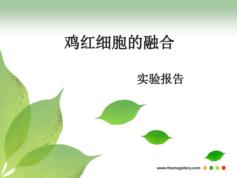 细胞生物学实验报告-鸡红细胞的融合_第1页