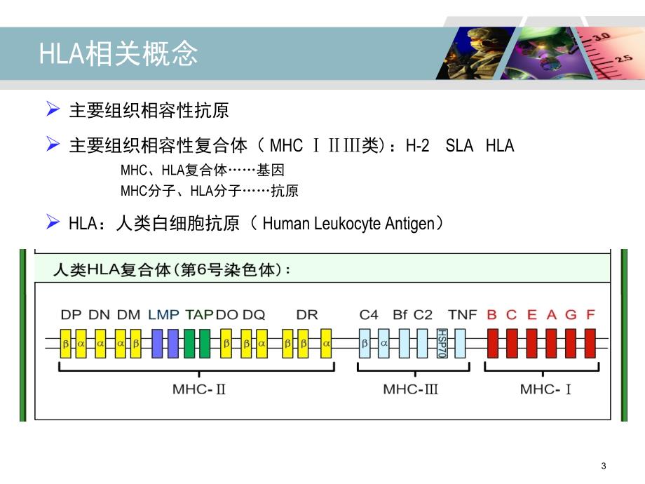 HLA-B27检测及其临床应用_第3页