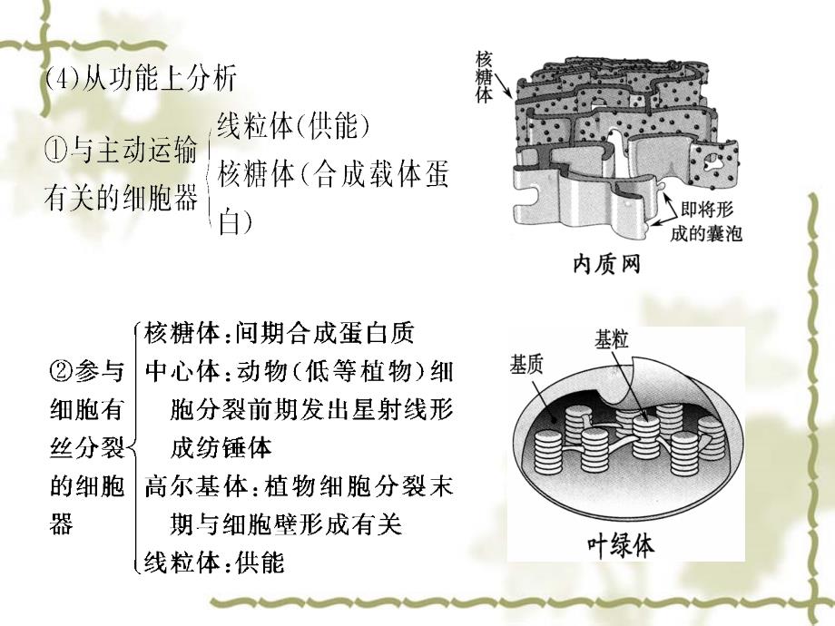 细胞质细胞器和生物膜系统课件_第3页