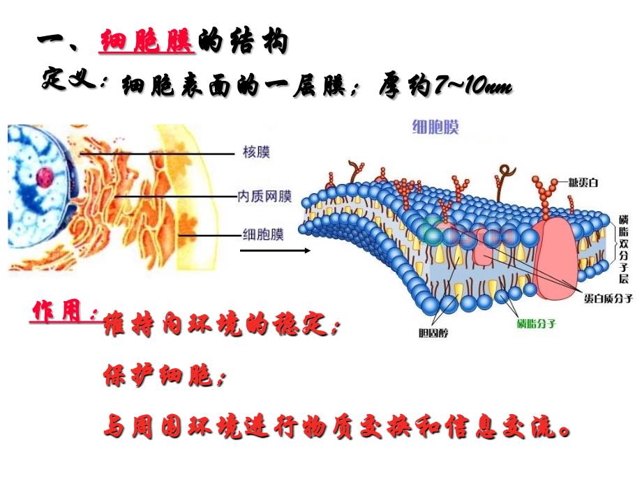 生命的结构基础(学生版)_第1页