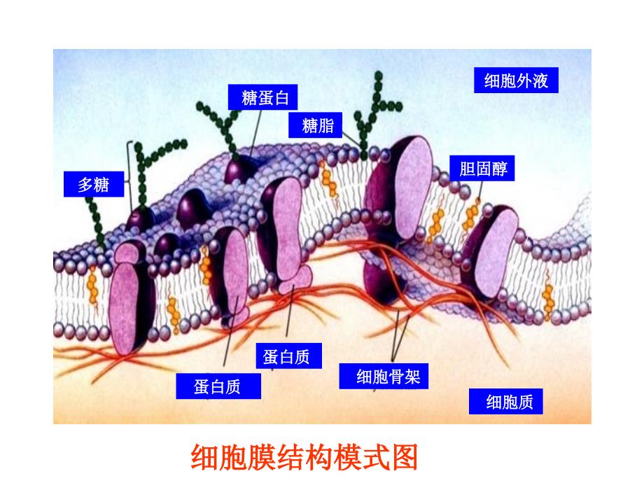 生命的结构基础(学生版)_第3页