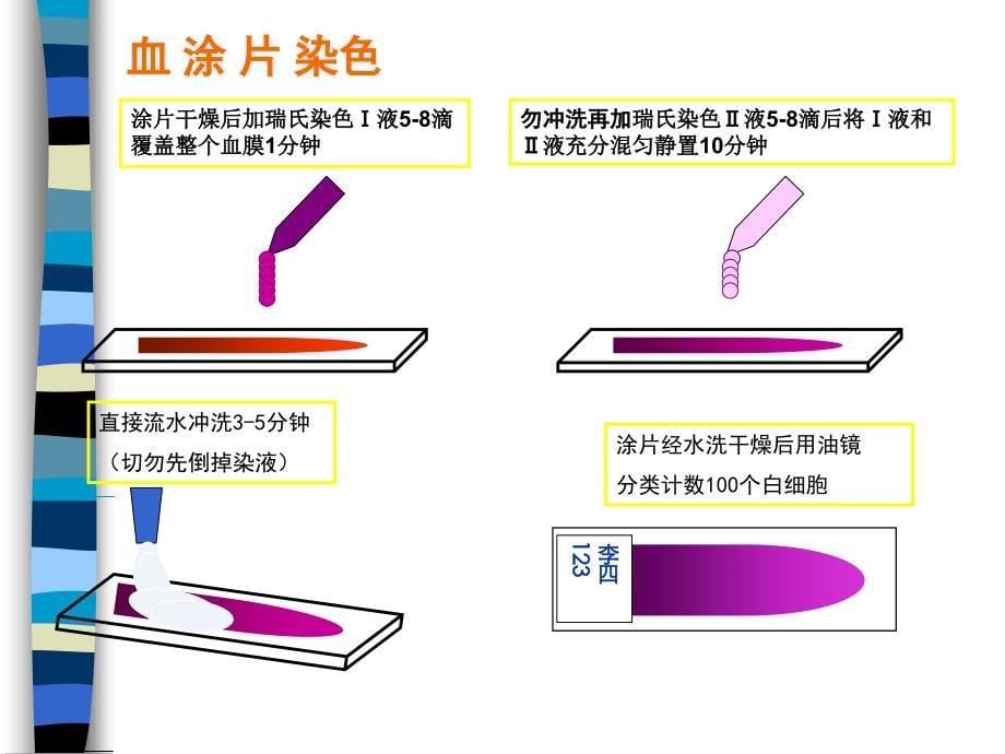 血涂片制备染色及白细胞形态观察_第5页