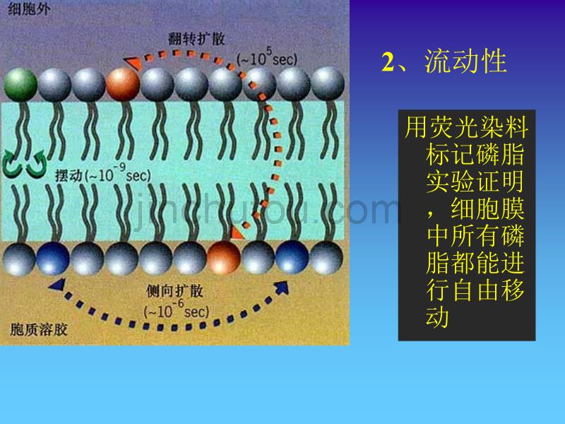 细胞膜的特性与分子结构_第3页