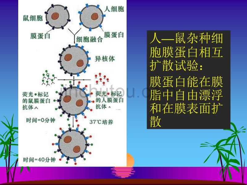 细胞膜的特性与分子结构_第4页