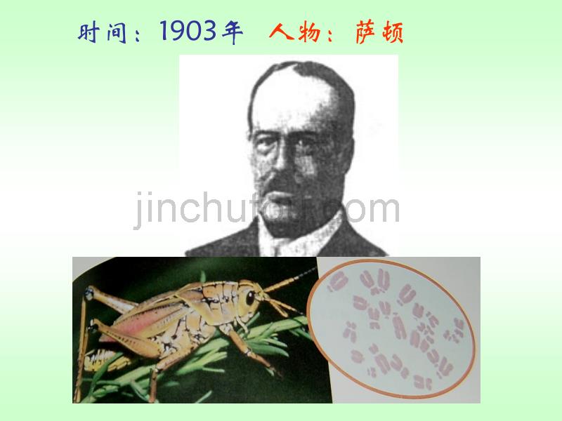 人教版教学课件2007年广东地区高二生物基因在染色体上_第2页